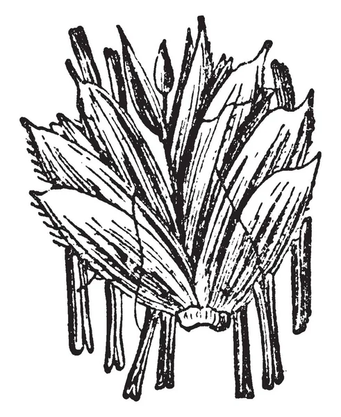 Dans Cadre Splikelet Triticum Également Connu Sous Nom Poaceae Dessin — Image vectorielle