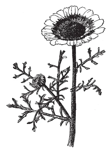 图像显示菊花鸡胸 它有肉质的叶子 花是近两英寸横跨白色的光线和黄色的戒指在基地 复古线条画或雕刻插图 — 图库矢量图片