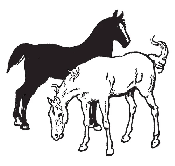 黒と白の馬彫刻イラストやビンテージ ライン描画方向の反対に直面しています — ストックベクタ