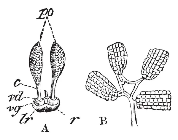 兰花花粉不同部位的图 如图所示 短名称在图片中被给作为 C柯迪勒 粘度盘 粘度手套 罗斯特鲁姆 罗斯特鲁姆的唇 复古线画或雕刻插图 — 图库矢量图片