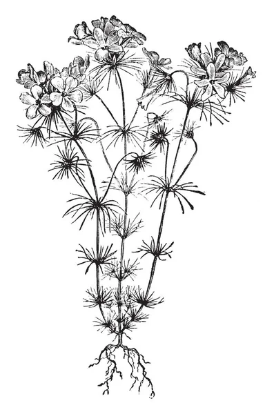 这是一幅 Gilia Androsacea 花的图画 它的花是丁香 粉红色和几乎白色的颜色 这些植物的高度是介于9和12英寸 复古线条画或雕刻插图 — 图库矢量图片