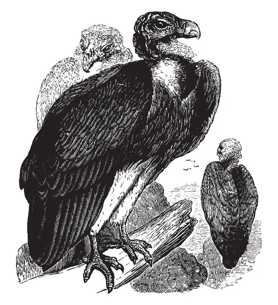 Gezellig Vulture Een Native Aan Zuid Afrika Vintage Lijntekening Gravure — Stockvector