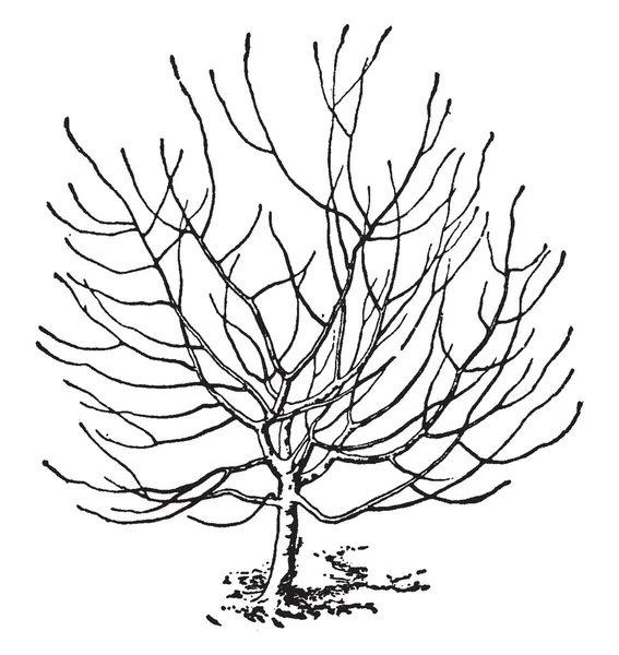 Una Imagen Árbol Ampliamente Extendido Que Tiene Ramas Tallos Tronco — Vector de stock