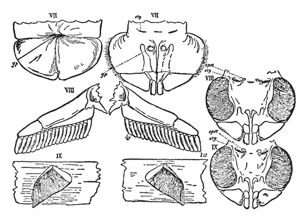 さそり座とカブトガニの比較では ビンテージの線描画や彫刻イラストの Mesosomatic — ストックベクタ