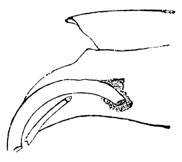 ウサギ上顎中切歯 ヴィンテージには 図が刻まれています 1880 動物の自然史 — ストックベクタ