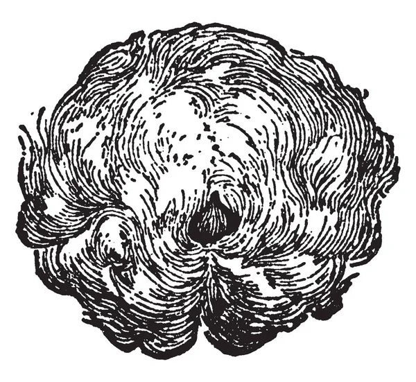 Pamuk Çiçek Gospace Farklı Türlerin Tohumları Kanatları Oluşturan Bez Vintage — Stok Vektör