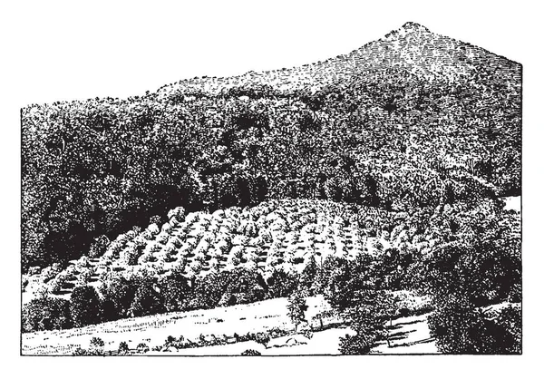 この図は バージニア州 ヴィンテージの線描画や彫刻イラストの山の果樹園 — ストックベクタ