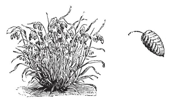 Ceci Est Image Fleur Briza Maxima Ses Tiges Sont Généralement — Image vectorielle