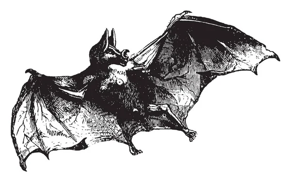 Vampire Bat South America Mede Dois Três Pés Ponta Asa — Vetor de Stock