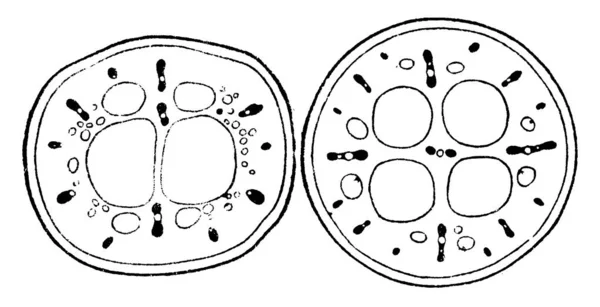 Agit Une Image Une Section Transversale Petiole Pédoncule Groupe Castalia — Image vectorielle