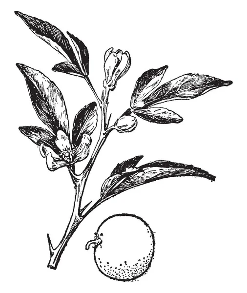 Μια Εικόνα Των Εσπεριδοειδών Λουλούδια Μπουμπούκια Και Εσπεριδοειδών Vintage Γραμμή — Διανυσματικό Αρχείο