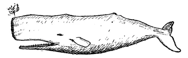 マッコウクジラやマッコウクジラ ヴィンテージには図が刻まれています 1880 動物の自然史 — ストックベクタ