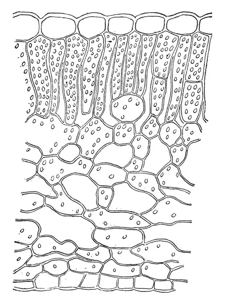 Immagine Che Mostra Una Sezione Della Foglia Cavolo Puzzolente Spathyema — Vettoriale Stock