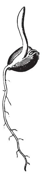 Μια Εικόνα Δείχνει Σπορόφυτο Από Ένα Σπυρί Καλαμποκιού Εκλεκτής Ποιότητας — Διανυσματικό Αρχείο