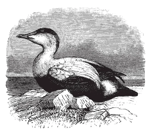 大鸭是鸭科家族的大型海鸭 复古线画或雕刻插图 — 图库矢量图片