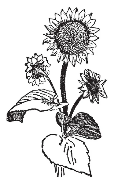 Imagem Mostra Planta Girassol Pertence Asteraceae Suas Folhas São Verdes —  Vetores de Stock