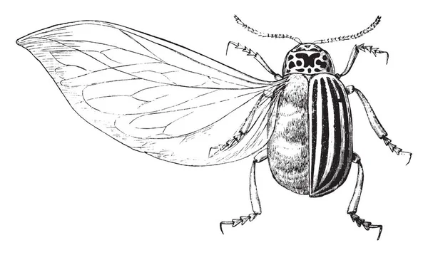 Maggiolino Patate Ingrandito Noto Anche Come Doryphora Decemlineata Illustrazione Linee — Vettoriale Stock