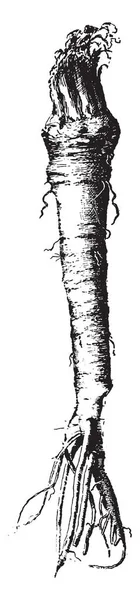 Корневой Овощ Используется Качестве Специи Длинный Тонкий Винтажный Рисунок Гравировка — стоковый вектор