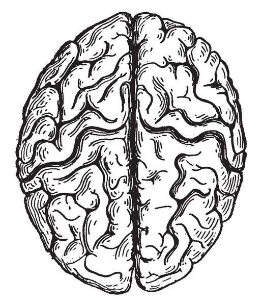 从上面看到的大脑显示半球 复古线条画或雕刻插图 — 图库矢量图片