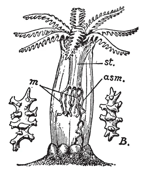 Alcyonarian 卷曲显示的嘴包围八羽状触角 复古线条画或雕刻插图 — 图库矢量图片