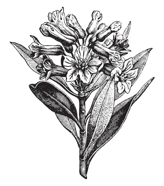 Alpine Rose Illustration Mit Gravur Vie Dans Nature 1890 — Stockvektor