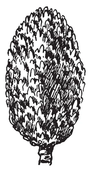 사진을 보여주는 Strobile 자작나무로 알려진 Betula Lutea의 빈티지 드로잉의 — 스톡 벡터