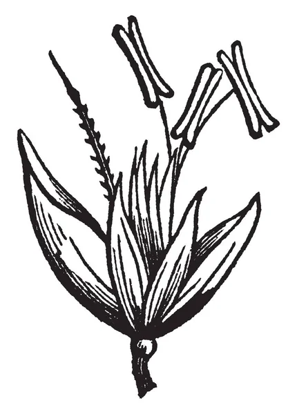 Cette Image Fleur Herbe Cheveux Bois Une Anthère Sommet Bourgeon — Image vectorielle
