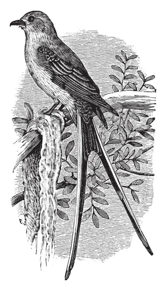 Cette Image Représente Flycatcher Queue Hirondelle Dessin Ligne Vintage Illustration — Image vectorielle