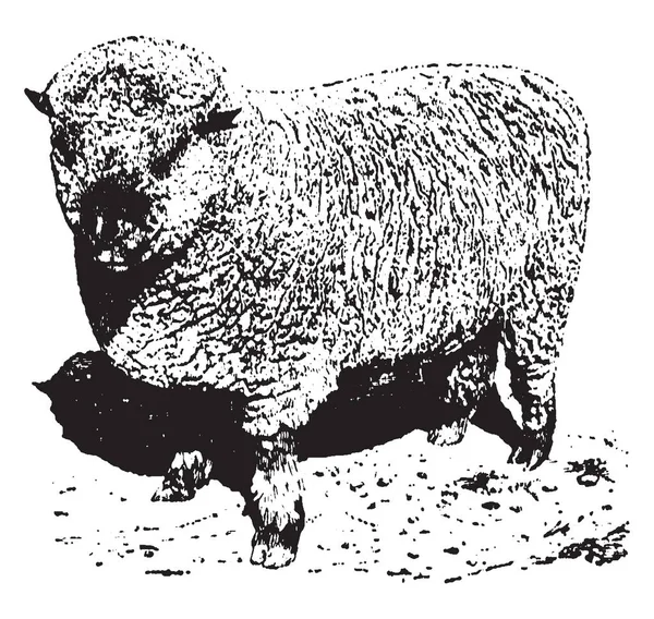 什罗普郡 Ram 品种的母鹿羊被注意到其高品质的肉类 复古线条画或雕刻插图 — 图库矢量图片