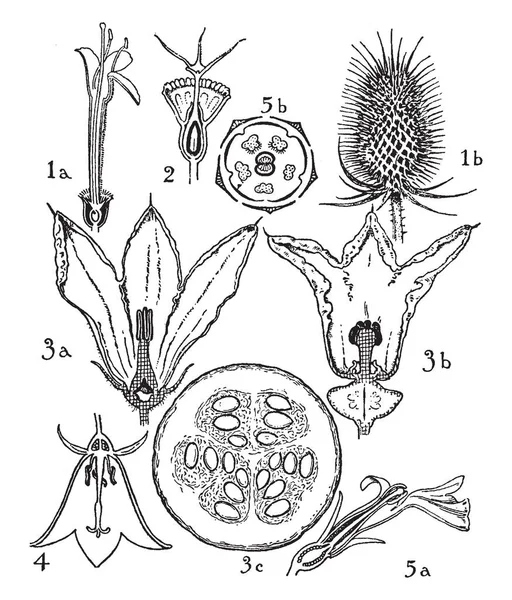 图片显示 Dispsacaceae 葫芦科和桔梗科的订单 在这个图中说明了花 Scabiosa 风铃和5 半边莲 复古线条画或雕刻插图 — 图库矢量图片