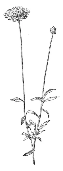사진을 보여주는 빈티지 그림에서 보라색 일반적으로 Xeranthemum 식물의 — 스톡 벡터