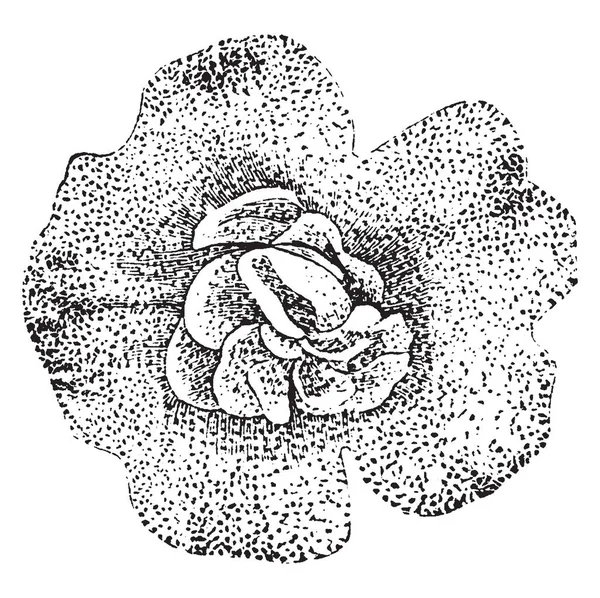 Mimulus Διατηρηθεί Neuberti Erythranthe Lutea Είναι Μια Μαϊμού Λουλούδι Λουλούδι — Διανυσματικό Αρχείο