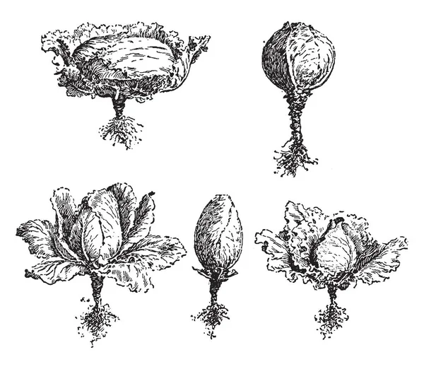 卷心菜有许多形式的形状 如扁平 鸡蛋形状 椭圆形 圆锥或圆形 复古线条画或雕刻插图 — 图库矢量图片