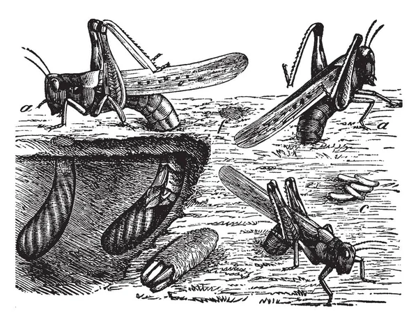 落基山蝗虫是一种灭绝的蝗虫物种 贯穿美国西部的一半 复古线条绘画或雕刻插图 — 图库矢量图片