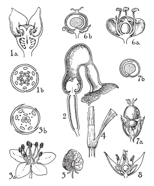 Deze Afbeelding Toont Een Bestellingen Binnenste Deel Van Bloemen Dit — Stockvector