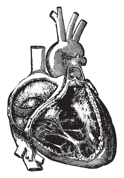 Диаграмма Представляет Различные Функции Cavities Правой Стороны Сердца Рисунок Винтажной — стоковый вектор