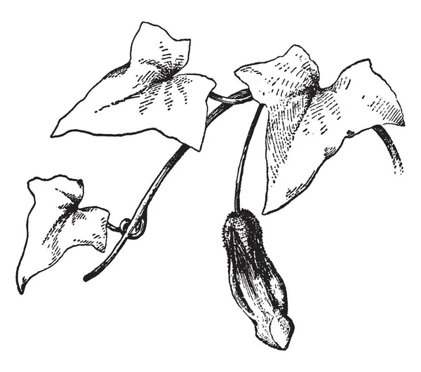 图片显示了金鱼草 Maurandioides 花是大长的 紫罗兰色的 但在这幅画中植物有芽 叶子是中等 复古线条画或雕刻插图 — 图库矢量图片