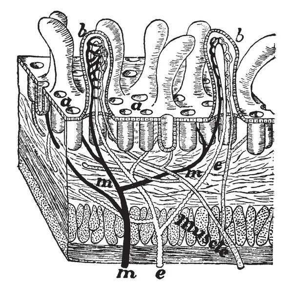 この図を表すセクションの腸管壁 ビンテージの線描画や彫刻イラスト — ストックベクタ