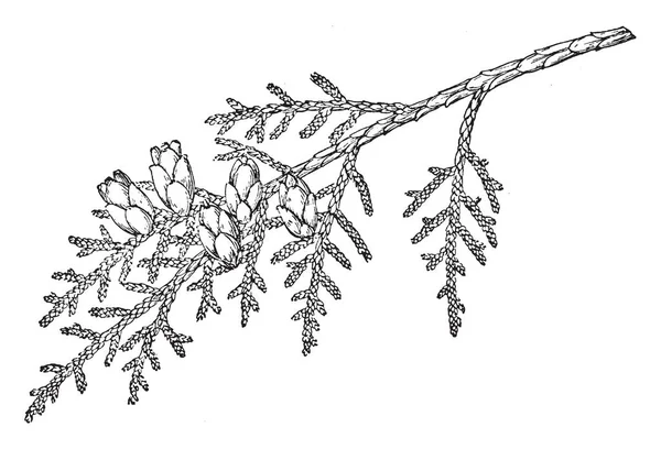 Branche Grand Arbre Mesurant Jusqu Mètres Haut Maturité Aux Branches — Image vectorielle