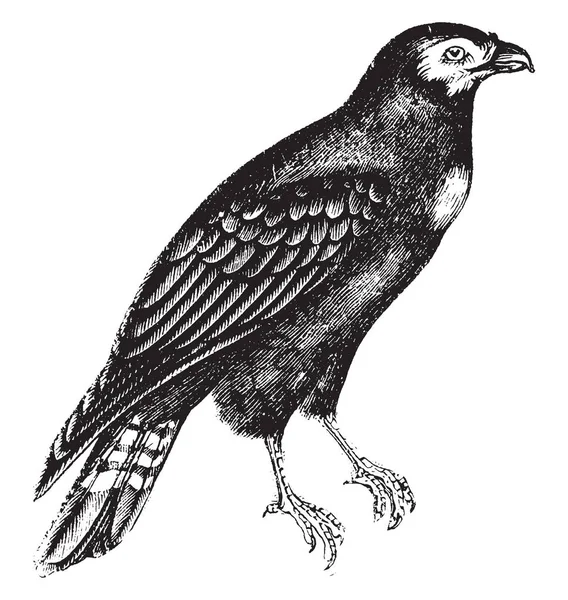 Caracara Een Roofvogel Uit Familie Falconidae Vintage Lijntekening Gravure Illustratie Rechtenvrije Stockvectors