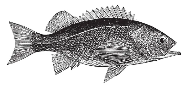 Priestfish Slaty Black Color Vintage Line Drawing Engraving Illustration — Stock Vector