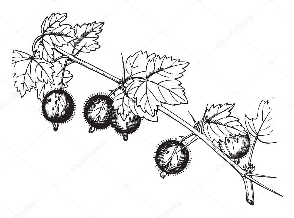 Picture depicting a shrub bearing gooseberries. Gooseberry is the acid usually prickly fruit of any of several shrubs & can be partially attributed to its high vitamin C content, vintage line drawing or engraving illustration.