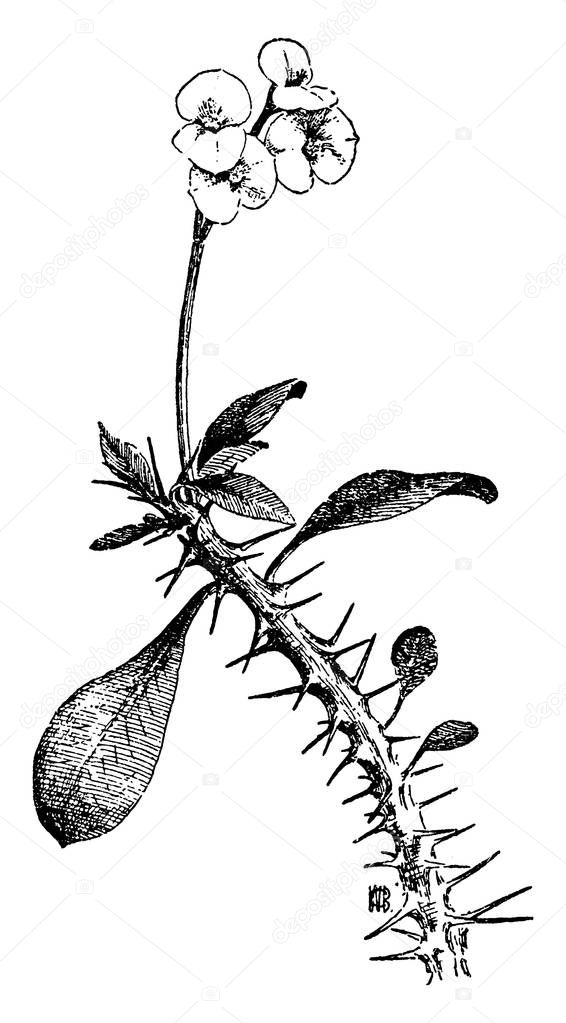 A twig of euphorbia splendens Plant, common name crown of thorns, it is a succulent climbing shrub with densely spiny stems. Flowers are small, vintage line drawing or engraving illustration.