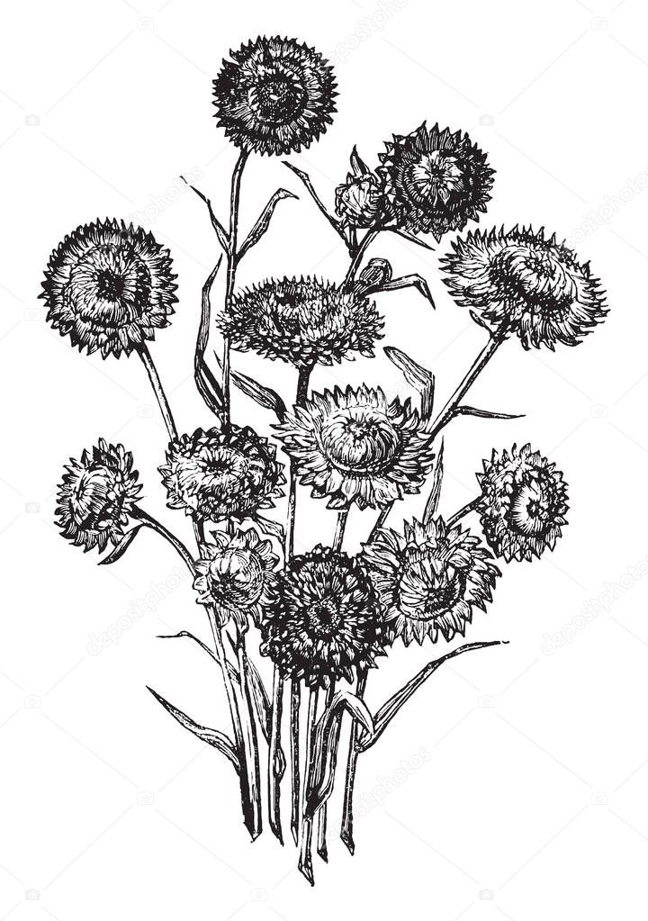 A picture is showing Bunch of Helichrysums Everlasting Flowers. It belongs to sunflower family, Asteraceae. Helichrysums are a type of everlasting flower, vintage line drawing or engraving illustration.