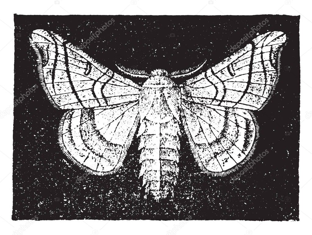 The mulberry silkworm, vintage engraved illustration. Natural History of Animals, 1880