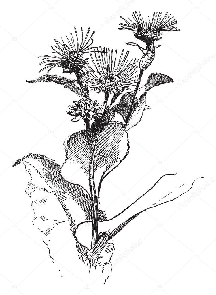 A picture is showing Elecampane, also known as Horse-Heal. This is a species of extended plant in the Sunflower family Asteraceae. It is native to Europe and Asia, vintage line drawing or engraving illustration.