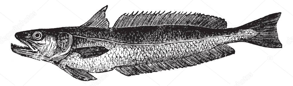 Hake found on all the European coasts, vintage line drawing or engraving illustration.