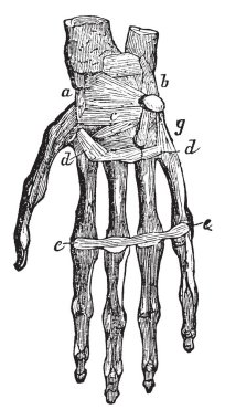 Bu resimde kemik ve ligament el, vintage çizgi çizme veya oyma illüstrasyon temsil eder.