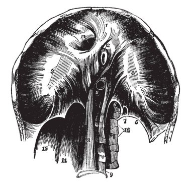 Bu resimde kasları, göğüs, vintage çizgi çizme veya oyma illüstrasyon temsil eder..