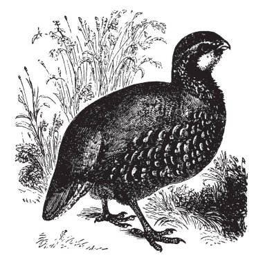 Keklik sülün ailesindeki sülüngiller, vintage çizgi çizme veya oyma illüstrasyon bir gamebird olduğunu.